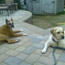 Brownie and Mia hangin' on the patio.